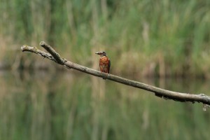 Kingfisher