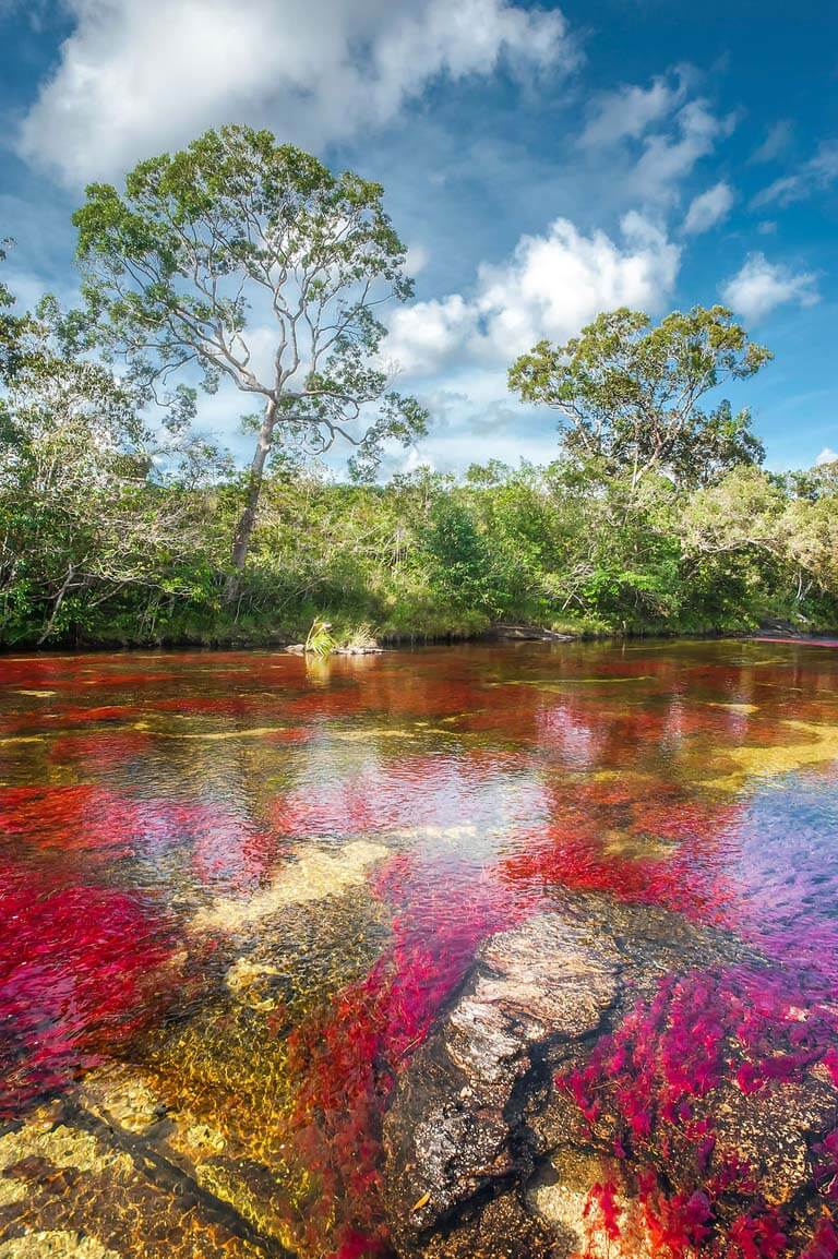 Caño Cristales