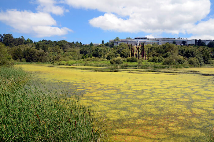 Yellow-green algae covers the surface of a large pond