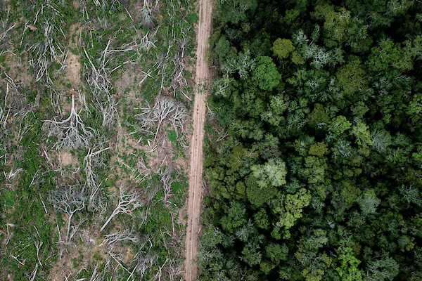 A birds-eye view of a rainforest with a road in the middle. On one side of the road, the trees are cut down and the earth is dry.