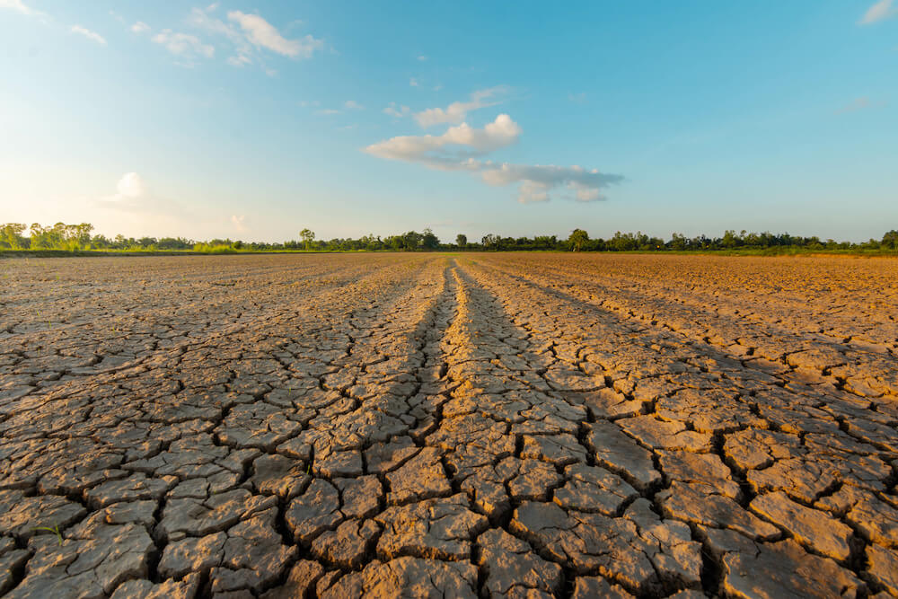 An image of dried-out farmland with tyre tracks in. The earth is cracked and brown because of drought.