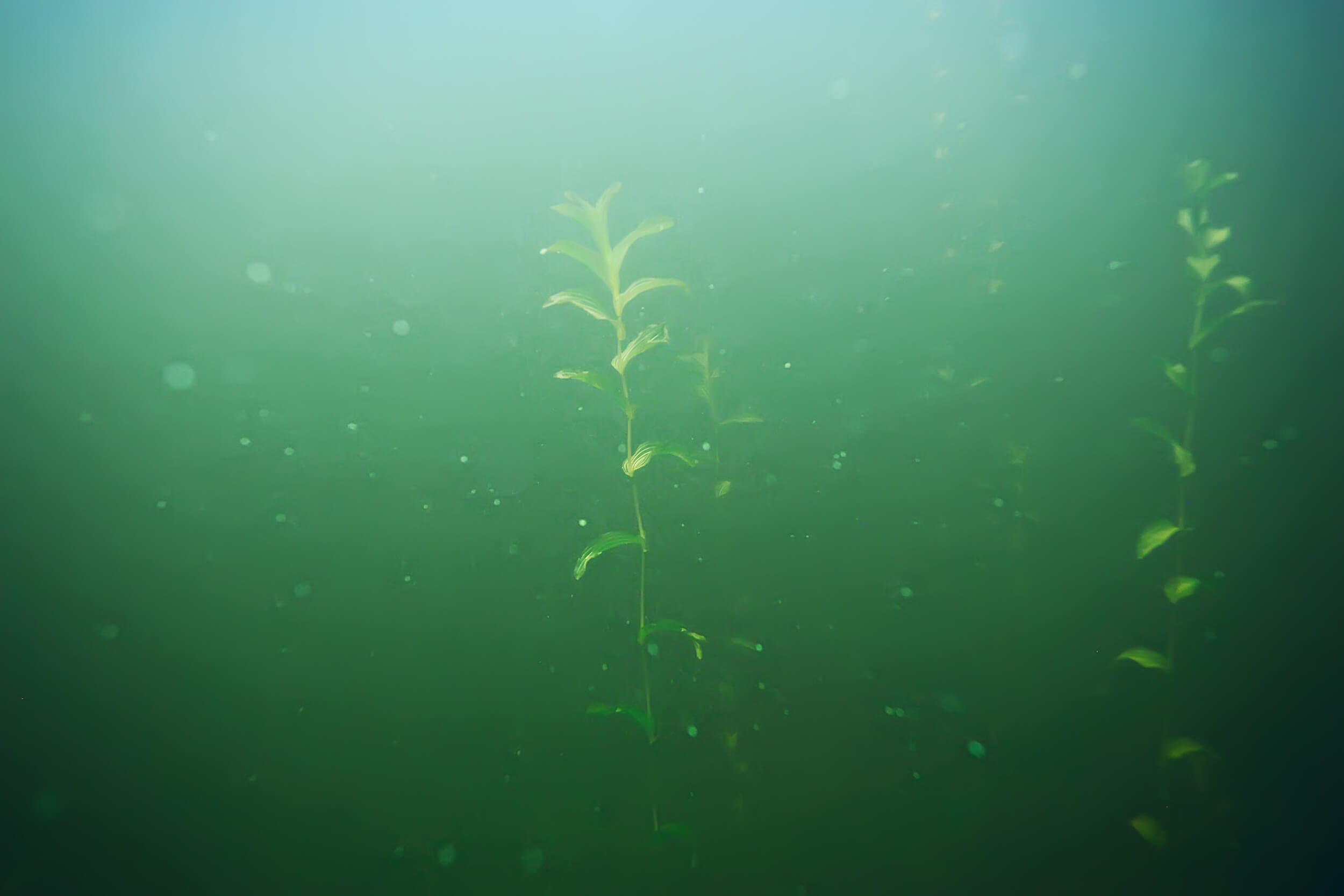 Aquatic plants are just about visible through murky green water.