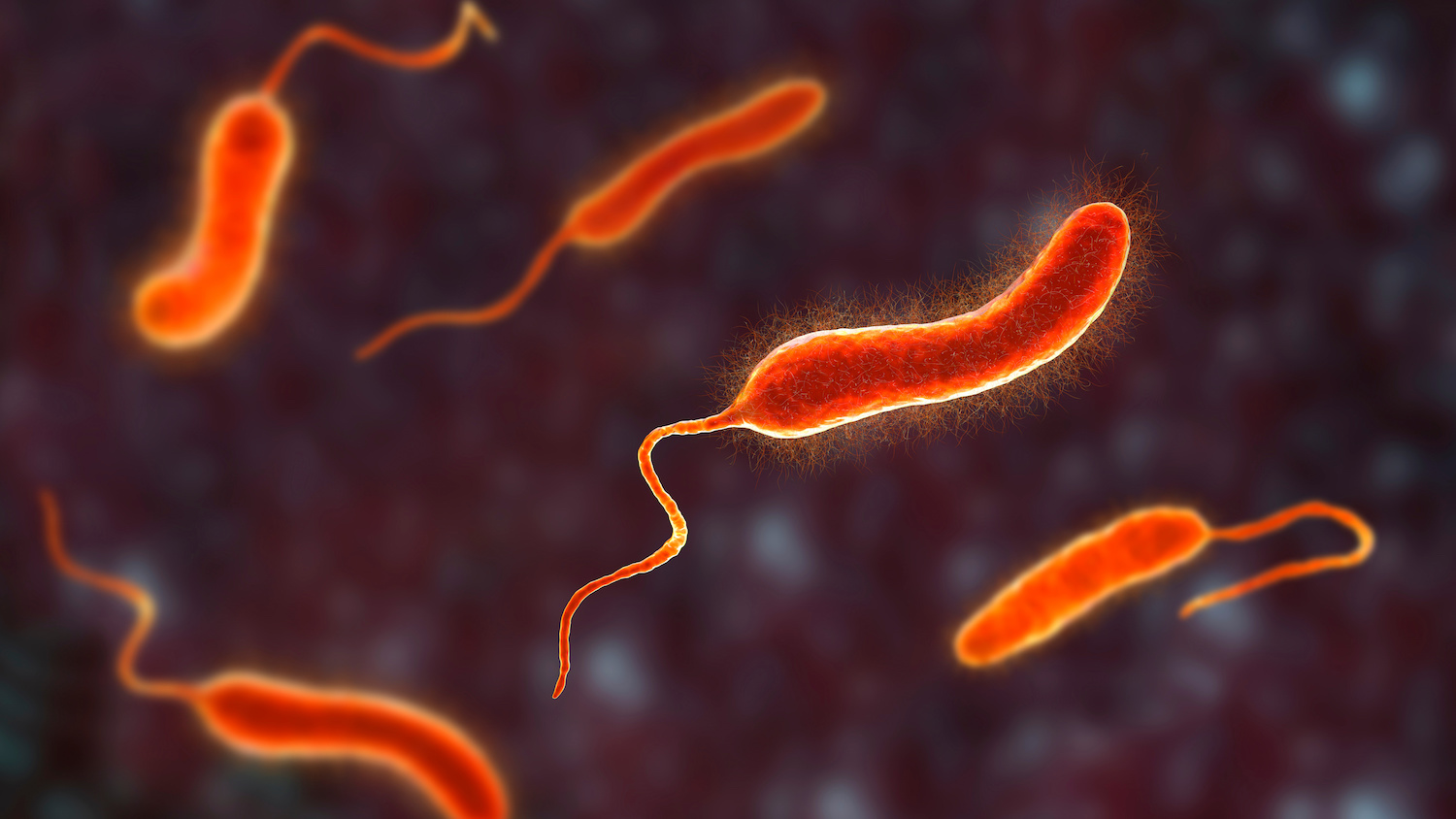 A graphic showing a microscopic view of red vibrio mimicus bacteria – the bacteria that causes gastroenteritis.