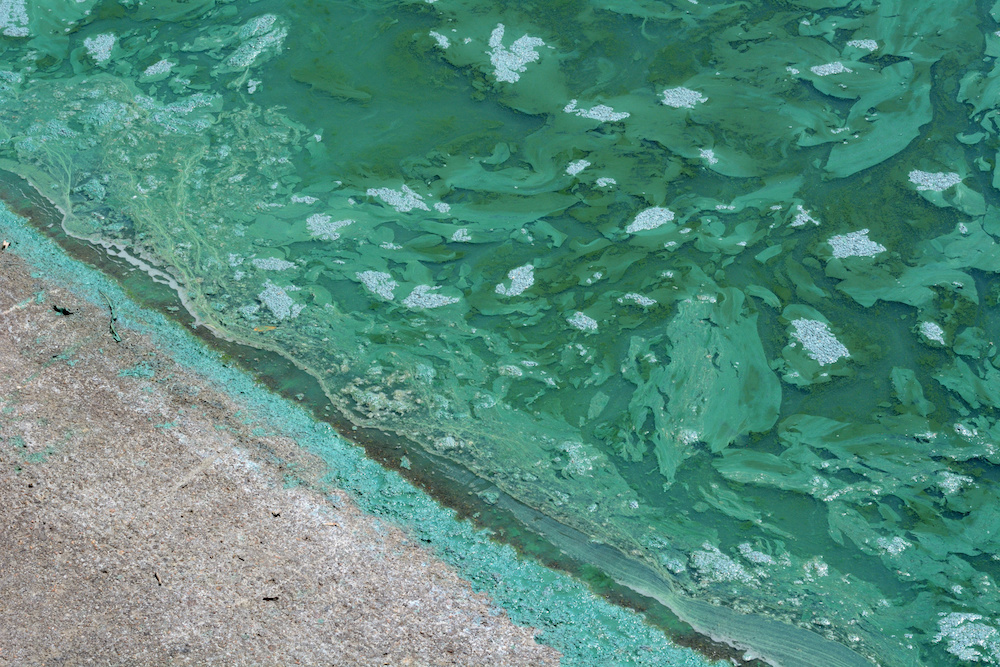 Blue-green algae drifts ashore in a lake. The algae has formed blooms.