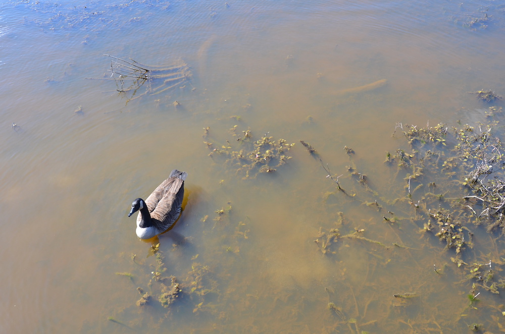 A Canada goose floats in murky, shallow, polluted water.