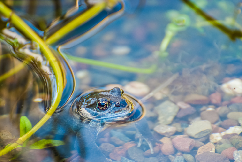 A frog pokes its head out of the water in a pond. There are green leaves around it.