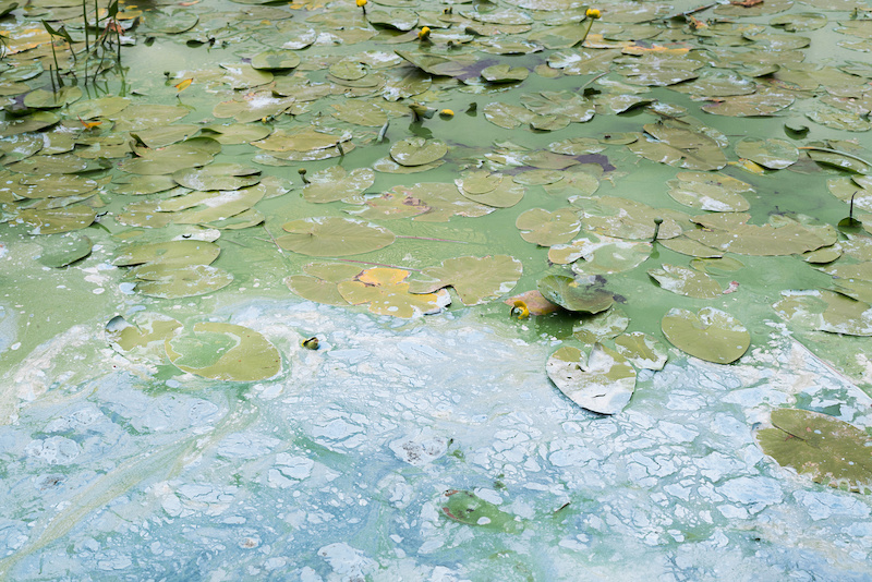 A pond full of dying lily pads is polluted and oil slicks the surface. The water is murky and green.