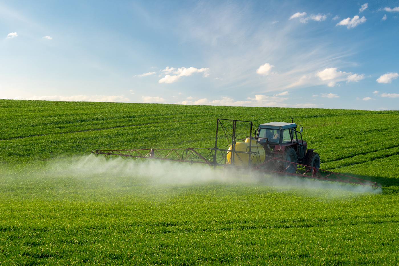 A tractor is driving through a wheat field and spraying pesticides behind it.