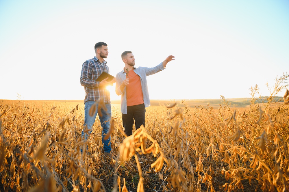 Two farmers stand in a soy field at sunset talking about how to best manage their crops.
