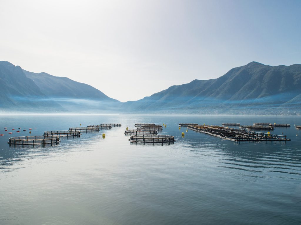 Aquaculture: What is it & How Does it Work?