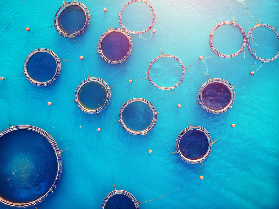 A birds-eye view of aquaculture cages to raise salmon in blue waters.