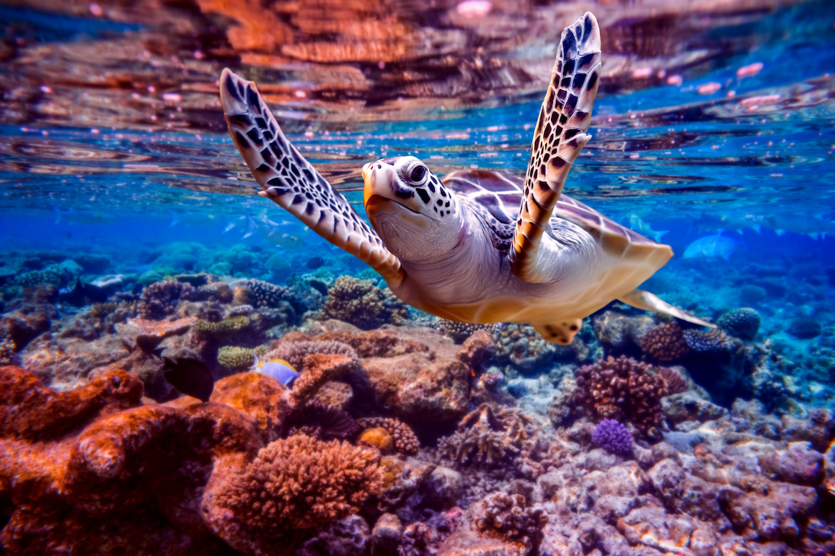 A turtle swims in shallow water, above a colourful coral reef.