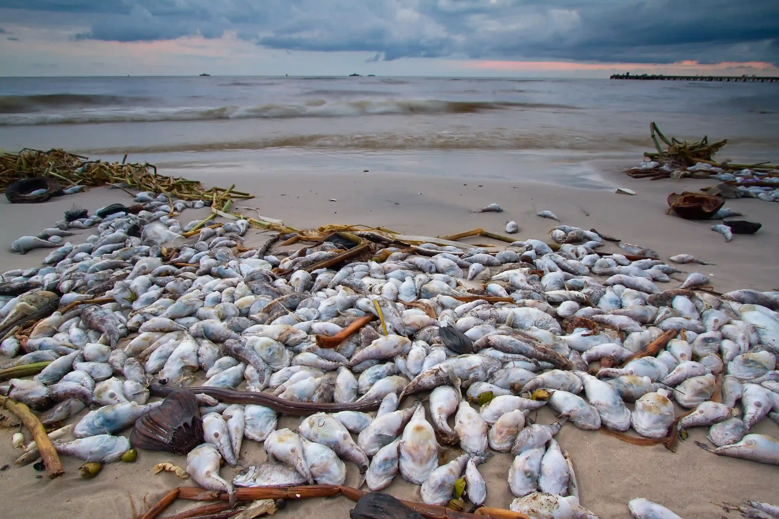 Dead fish washed up on the beach due to pollution.