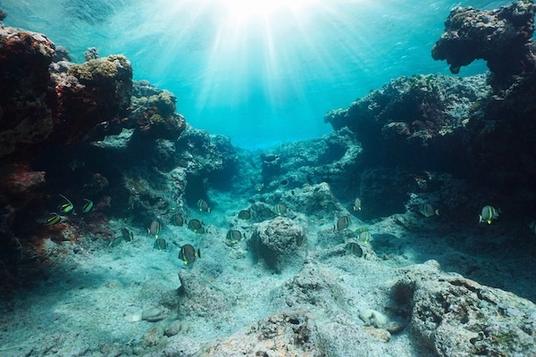  Ecosystems at the bottom of the ocean.