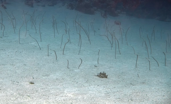 Habitats at the bottom of the sea floor.